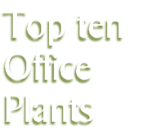Top ten
Office
Plants